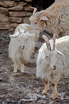 Pashmina goats photo