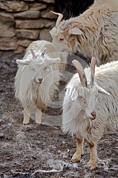 Pashmina goats