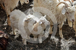 Pashmina goats photo