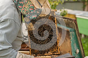 Pashmina holds a honeycomb frame surrounded by bees