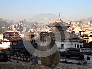 Pashupatinath, Nepal photo