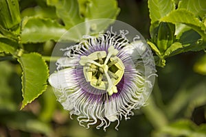 Pasiflora flower close up.