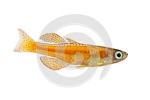 Paskai paska`s blue-eye rainbowfish - pseudomugil paskai aquarium fish red neon