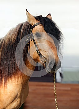 Paso Fino horse dark stable portrait