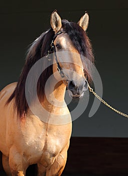 Paso Fino horse dark stable portrait