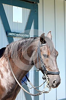 Paso Fino Horse photo