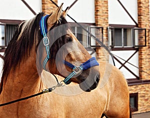 Paso Fino horse portrait in stud farm