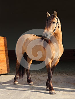 Paso Fino horse portrait in stud farm