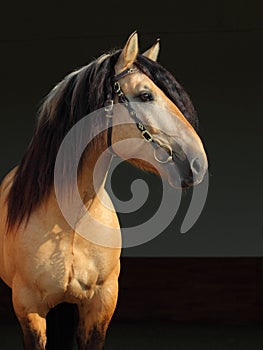 Paso Fino horse portrait in stud farm photo