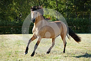 Paso fino horse stallion galloping free in summer ranch photo
