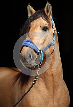 Paso fino horse stallion portrait
