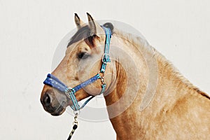 Paso fino horse stallion portrait photo