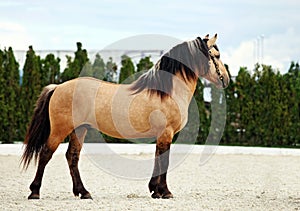 Paso Fino horse in stud farm