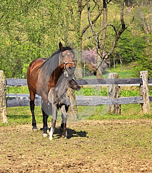 Mare and Her Colt