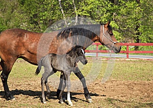 Mare and Her Colt