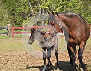 Mare and Her Colt