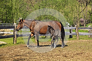 Paso Fino Mare Horse and Her Cute Colt