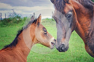 Paso Fino Stallion and His Colt