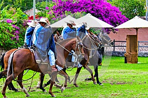 Paso Peruvian horse-Wayra Urubamba  - Peru 72