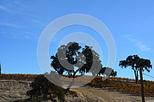 Paso Robles Fall Vineyard with Oak Tree and amazing autumn colors