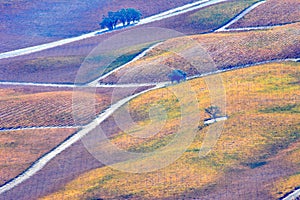 Paso Robles Fall Vineyards viewed from an airplane - amazing autumn colors