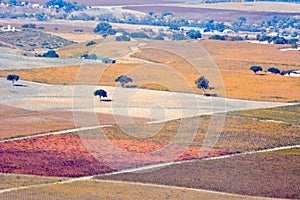 Paso Robles Fall Vineyards viewed from an airplane - amazing autumn colors