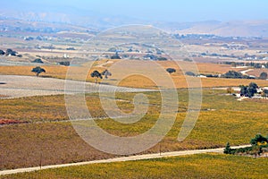 Paso Robles Fall Vineyards viewed from an airplane - amazing autumn colors