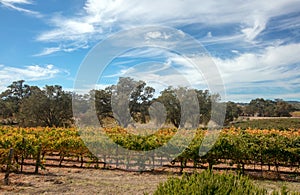 Paso Robles vineyard under cumulus clouds in Central California United States