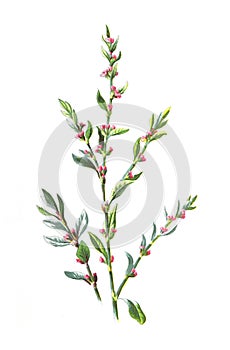 Paspalum distichum knotgrass water finger-grass couch paspalum, eternity grass, gingergrass     flower. Antique hand drawn field f