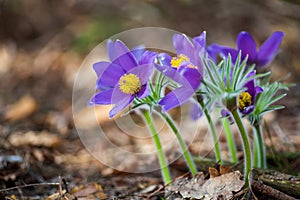 Pasque or anemone flowers in sunny spring forest