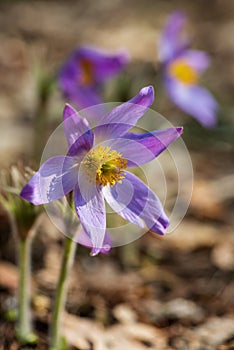 Pasque or anemone wild flowers in sunny spring meadow
