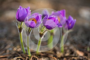 Pasque or anemone wild flowers in sunny spring meadow