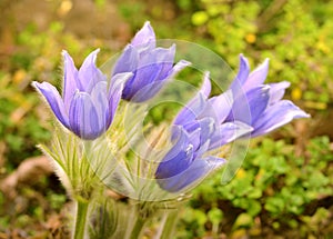 Pasque blooming on spring meadow