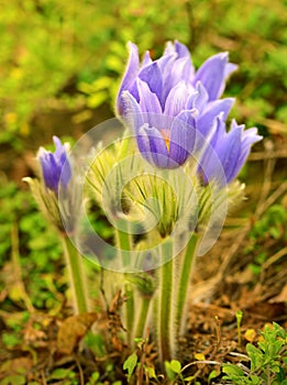 Pasque blooming on spring meadow