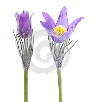 Pasque flower