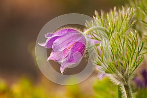 Pasque-flower