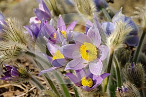 Pasque flower