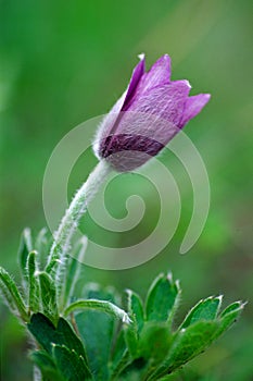 pasque flower photo