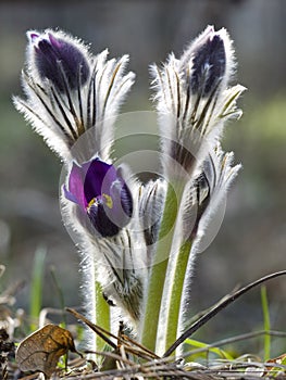 Pasque-flower