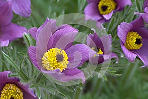 Pasque-flower