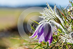 Pasque Flower