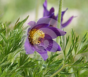 Pasque Flower