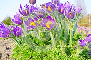 Pasque Flower, beautiful , spring flower Pulsatilla vulgaris - soft focus
