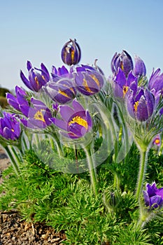 Pasque Flower, beautiful , spring flower Pulsatilla vulgaris - soft focus