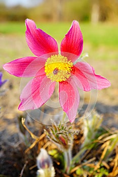 Pasque Flower, beautiful , spring flower Pulsatilla vulgaris - soft focus