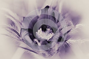 Pasque Flower - black and white - purple tint