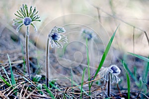 Pasque Flower blooming on spring meadow  - Pulsatilla. Fine blurred natural background. Botany