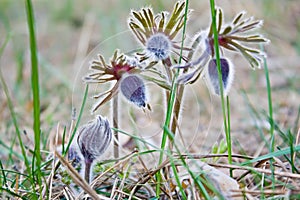 Pasque Flower blooming on spring meadow  - Pulsatilla. Fine blurred natural background. Botany