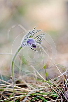 Pasque Flower blooming on spring meadow  - Pulsatilla. Fine blurred natural background. Botany