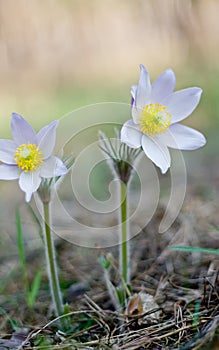 Pasque Flower blooming on spring meadow  - Pulsatilla. Fine blurred natural background. Botany